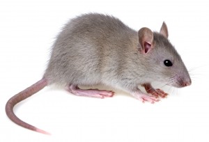 Comment se débarrasser des souris ?